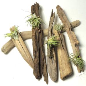 流木アート ガーデニングの商品一覧 通販 Yahoo ショッピング