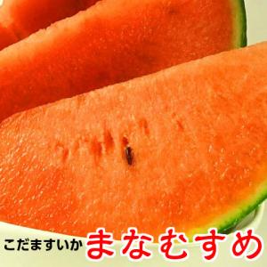 小玉 スイカ ギフト 紅こだま西瓜 まなむすめ 2玉 約2.5kg以上 すいか 西瓜 茨城 産地直送 watermelon｜oishiine-ibaraki