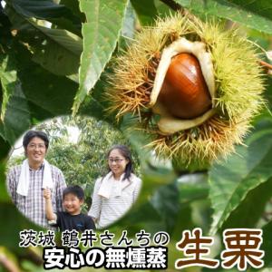 栗 茨城県 生栗 くり クリ  鶴井さんちの 無燻蒸 生栗
