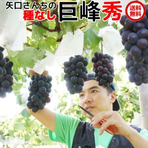 爆買 種なし 巨峰 ギフト ブドウ ぶどう 葡萄...の商品画像
