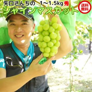 爆買 ギフト シャインマスカット 秀 約1〜1.5kg ブドウ ぶどう 葡萄 フルーツ 贈答用 茨城県産 産直