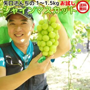 爆買 お試し 訳あり シャインマスカット 約1〜1.5kg ブドウ ぶどう 葡萄 お取り寄せ フルーツ グルメ 茨城県産