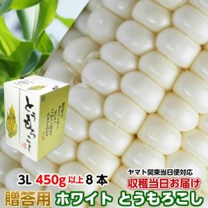 ギフト とうもろこし トウモロコシ 雪の妖精 約3.6kg 3L 450g以上 8本 茨城県 朝採り 当日出荷｜oishiine-ibaraki