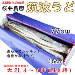 ギフト ウド 独活 うど  桜井 柔らか 筑波 白うど 2L 2kg箱  4〜5本  贈答用 お取り寄せ 茨城 産地直送｜oishiine-ibaraki