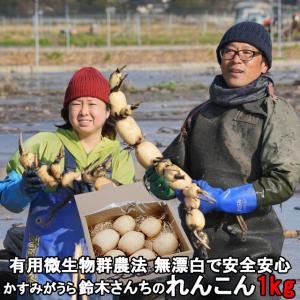 お試し れんこん 鈴木さんちのれんこん 約1kg レンコン 蓮根  ギフト 茨城 霞ヶ浦 産地直送 lotus root｜oishiine-ibaraki