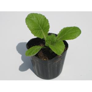 白菜 苗 岩手県産