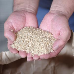 玄米 農薬不使用 化学肥料不使用 1kg （30kgまで梱包可）｜oishule