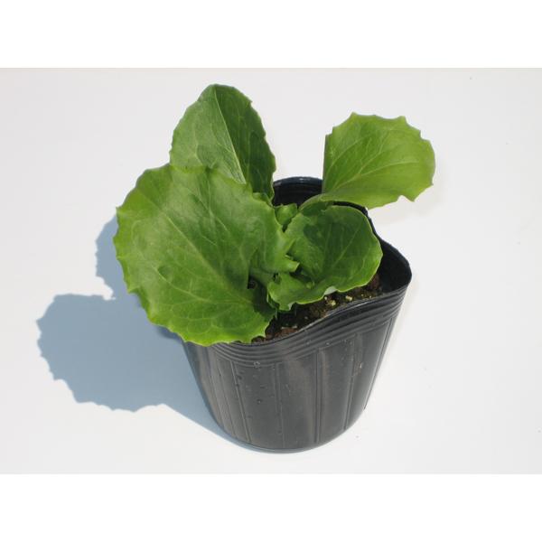 レタス 苗 岩手県産