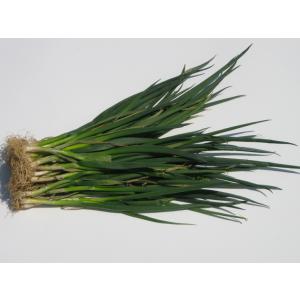 ねぎ 苗 岩手県産