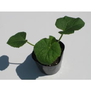 プリンスメロン 苗 自根 岩手県産