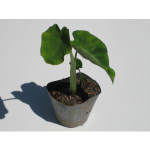 里芋苗 白カラ 岩手県産