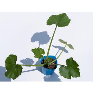 ズッキーニ苗 岩手県産