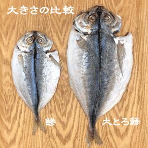 送料込 伊東 ひもの 一夜干 あじの一夜干し5...の詳細画像2