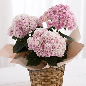 母の日 プレゼント  花　あじさい プリンセスシャーロット ピンク（ふわふわと華を咲かせる桃色あじさい）