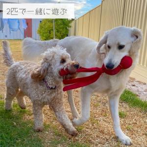 犬用 ボール コングウァバ ウバ [アニマル/...の詳細画像4