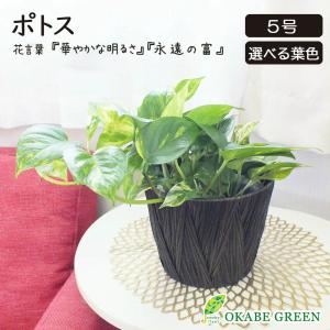 観葉植物  ポトス ライム グリーン マーブル 5号 茶かご 白かご 鉢皿付 種類 室内 おしゃれ お祝い プレゼント 贈り物 インテリア 送料無料