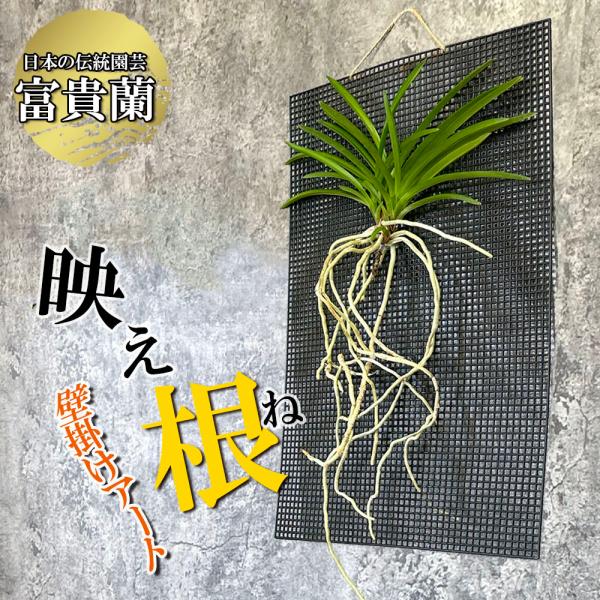 観葉植物 小さい 富貴蘭 風蘭 蘭 黄金鳥 おうごんのとり 黄色花 根 ポスト便 珍しい おしゃれ ...