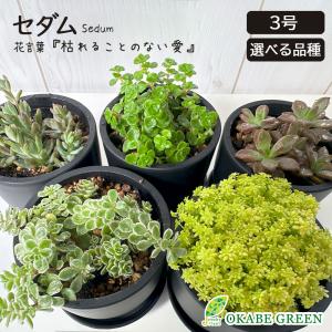 希少品種 観葉植物 パキポディウム 恵比寿大黒 4号 現品 ミニ デザイン