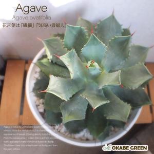 母の日 ギフト プレゼント 観葉植物 アガベ チタノタ 5号 現品