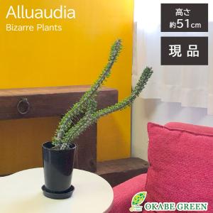 観葉植物 おしゃれ パキポディウム ロスラーツム グラキリス 【現品
