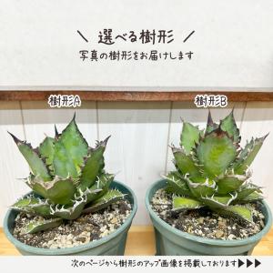 観葉植物 お中元 アガベ チタノタ レッド キ...の詳細画像1