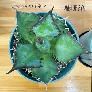 観葉植物 お中元 アガベ チタノタ レッド キ...の詳細画像3