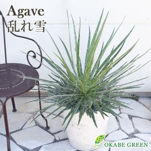 母の日 ギフト プレゼント 観葉植物 メキシコ ソテツ ザミア
