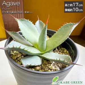 母の日 ギフト プレゼント 観葉植物 アガベ チタノタ 5号 現品