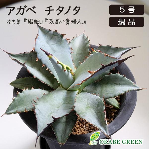 観葉植物 アガベ チタノタ 5号 現品 ティタノタ 黒プラスチック鉢 ラッピング無料 多肉植物 おし...