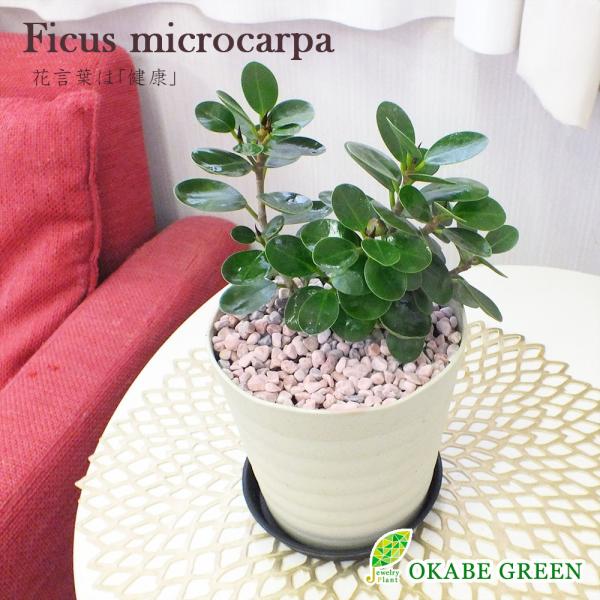 観葉植物 パンダガジュマルの木 がじゅまる フィカス 4.5号 アイボリーセラアート鉢 ラッピング無...