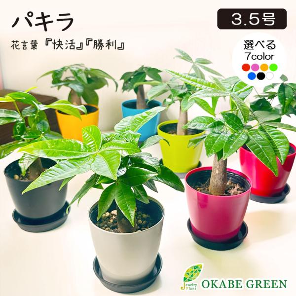 観葉植物 おしゃれ パキラ 3.5号 選べる カラープラスチック鉢 人気 お中元 ギフト お歳暮 プ...