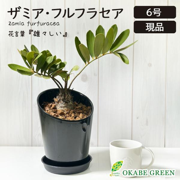 観葉植物 おしゃれ メキシコ ソテツ ザミア フルフラケア 現品 6号 黒陶器鉢 ベラボン付 受皿付...