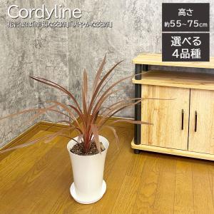 逸品。オリーブ ルッカ2.6M(鉢底から)品番A 超逸品。オリーブ ルッカ2.9M(鉢底から) - メルカリ