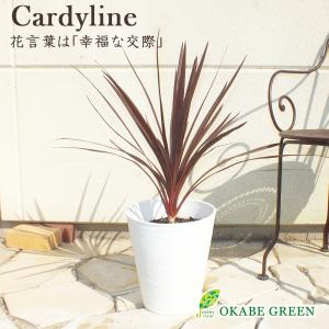 コルジリネ レッドスター コルディリネ 8号 白セラアート鉢 受皿付 観葉植物 おしゃれ お祝い プレゼント 風水 種類一覧 ガーデングリーン 敬老の日 Cd 210 1 Okabe Green Jewelryplant 通販 Yahoo ショッピング