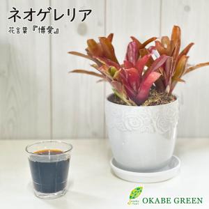 オリーブの木 ルッカ 6号鉢苗 鉢底から110cm程度 開帳型 観葉植物 屋外