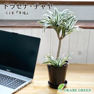 ドラセナ ドラコ 竜血樹 現品 10号 アンティ ク調鉢カバー 合成樹脂 軽量 ヤシ付 観葉植物 おしゃれ お祝い プレゼント ギフト 風水 種類一覧 敬老の日 Ds 378 Okabe Green Jewelryplant 通販 Yahoo ショッピング