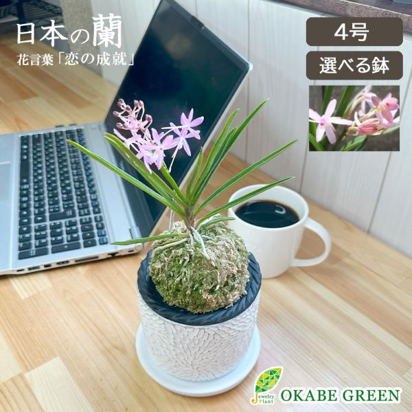 観葉植物 富貴蘭 風蘭 蘭 苔玉 選べる 白の丸筒陶器鉢 鉢植え ピンク花 ソーサー付 珍しい おし...