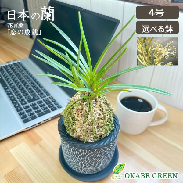 観葉植物 富貴蘭 風蘭 蘭 苔玉 選べる 黒の丸筒陶器鉢 鉢植え 黄花 黄西香 父の日 ギフト プレ...