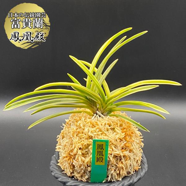 富貴蘭 風蘭 蘭 鳳凰殿 ホウオウデン 3本立 現品 2319-a フウキラン フウラン 送料無料