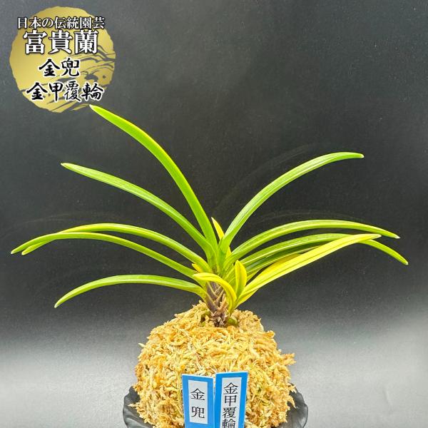 富貴蘭 風蘭 蘭 宝錦 金兜 金甲覆輪 キンカブト キンカブトフクリン 3本立 現品 2451 フウ...