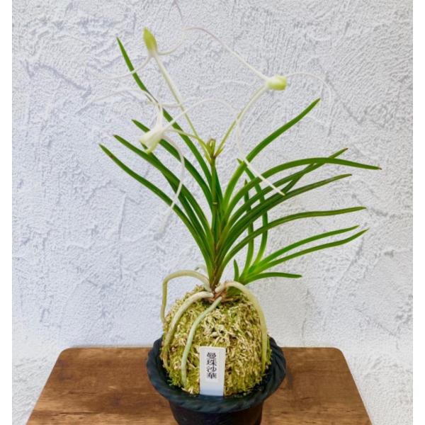 富貴蘭 風蘭 蘭 曼珠沙華 【現品】 3本立 S1 T139 フウキラン フウラン 送料無料