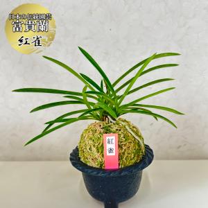 ①　ソテツ　美形　最高等級 観葉植物 大型 種類 キンカンソテツ 10号 【現品】 金冠 金環 選べる