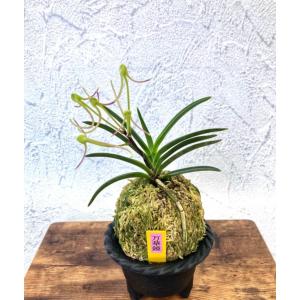 富貴蘭】 満月（まんげつ）/ 花 古典植物 フウラン : ヨネヤマ - 通販