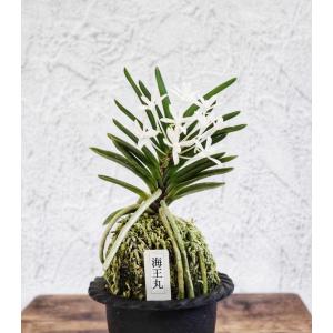 富貴蘭 フウラン 花物 春及殿 : フェニックスガーデン - 通販 - Yahoo