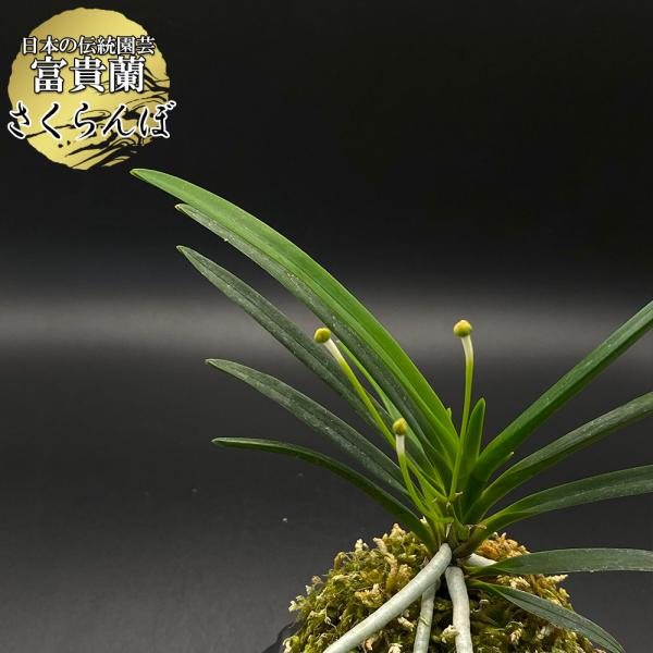 富貴蘭 さくらんぼ 2本立 現品 T247-A フウキラン フウラン 送料無料