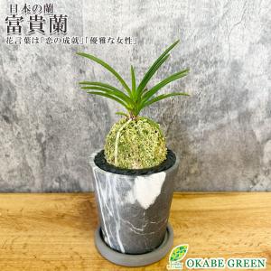 日本花キ流通 予約販売 カンガルーポー ファイヤー アニゴザントス 5号