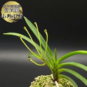 富貴蘭 黒龍 5本 こくりゅう 現品 T496 フウキラン フウラン 送料無料