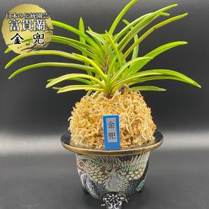 富貴蘭 琥珀殿 : フェニックスガーデン - 通販 - Yahoo!ショッピング