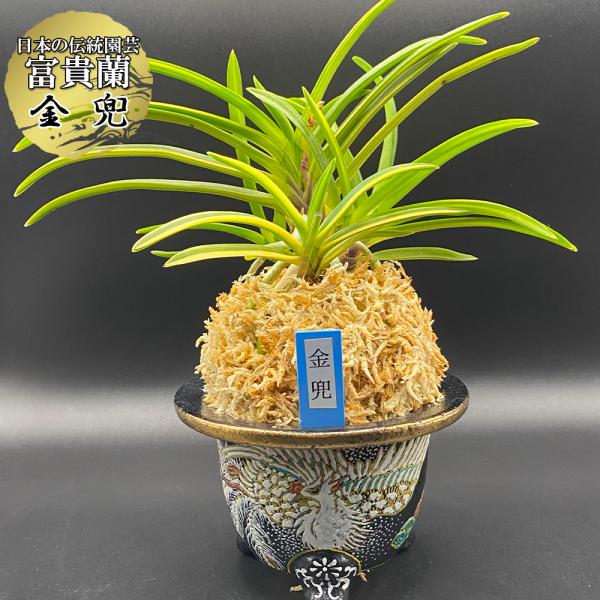 富貴蘭 風蘭 蘭 金兜 きんかぶと 現品 4本立 8231 ウキラン フウラン 送料無料