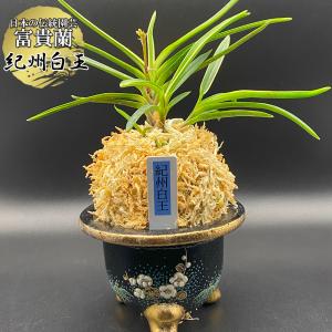 富貴蘭 風蘭 蘭 夢幻錦 むげんにしき 5本立 現品 T729 フウキラン